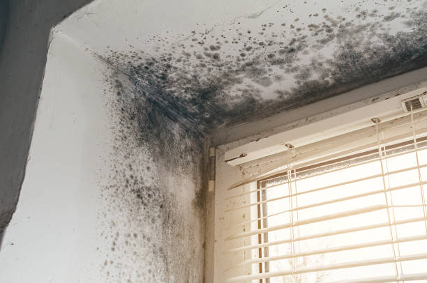 Affordable Mold Cleanup solutions in Dry Run, PA